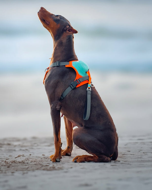 Furry castle Duo Leash & Harness