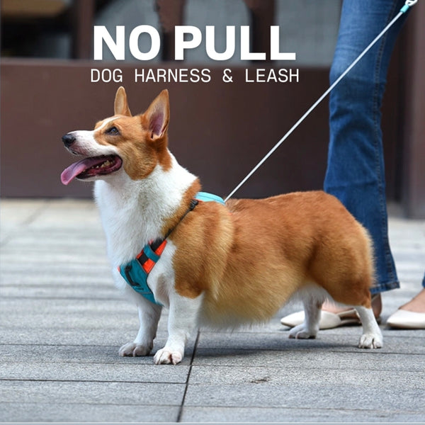 Furry castle Duo Leash & Harness