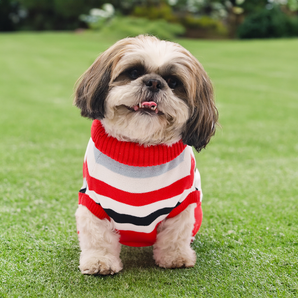 Cozy & Stylish Dog Sweater in Red Stripes